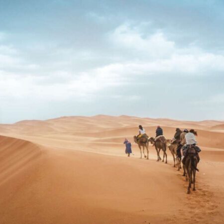 group of people riding on camels