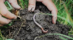 Lesson Plan On Farmers’ Friends; Usefulness Of Earthworms (Primary 2)